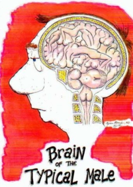 Typical Male Brain (87k image)