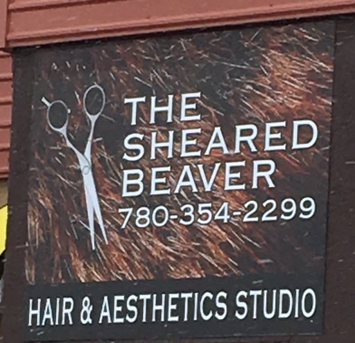 sheared beaver