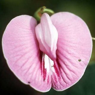 clitoria flower