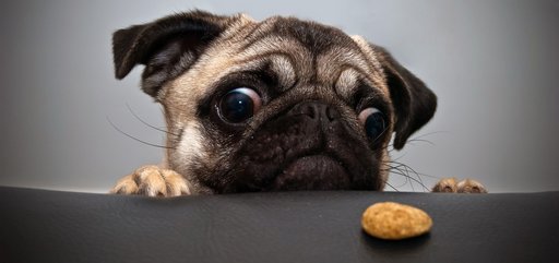 cookie-dog