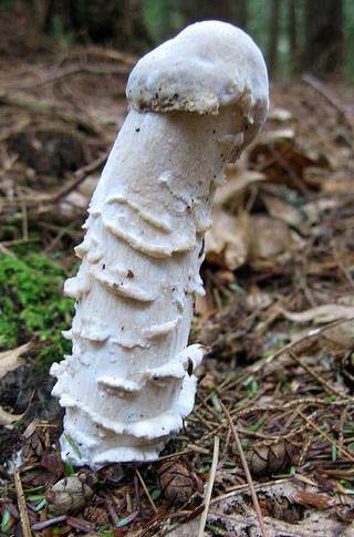 phallic mushroom