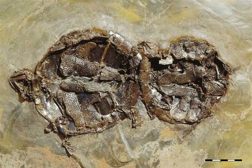 fossilized turtle sex