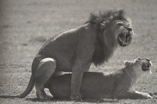 lion sex