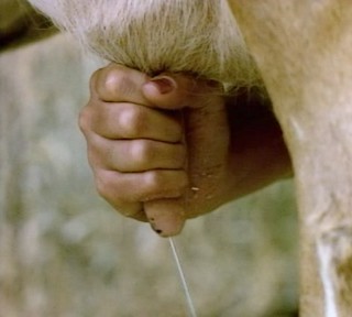 Uschi milking a cow