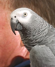first date parrot