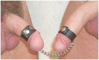 two semi-erect penises leashed together with small cuffs and a short chain