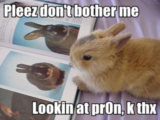 bunny viewing porn