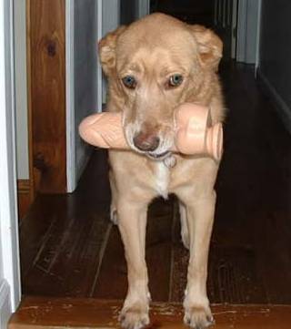 dog with vibrator