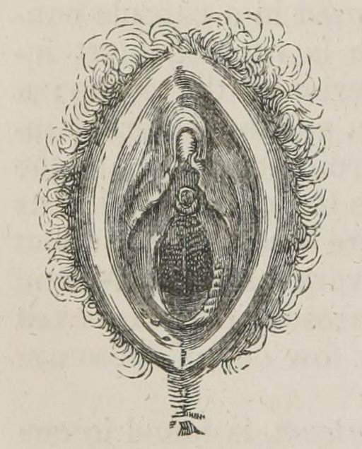 1847 vulva drawing