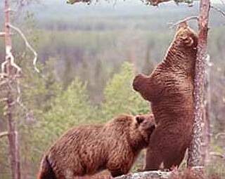 bears enjoying a friendly nibble