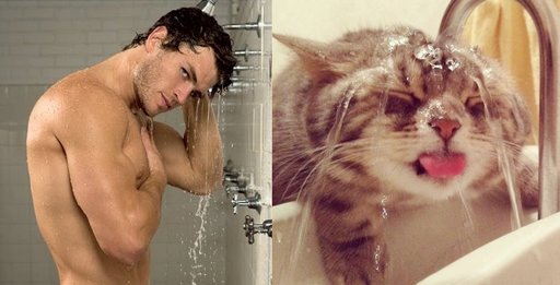 more men and cats