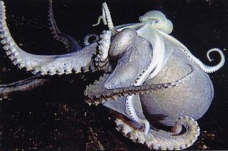 octopus on octopus interspecies