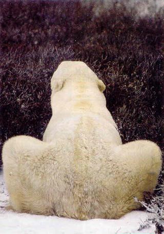 penis bear