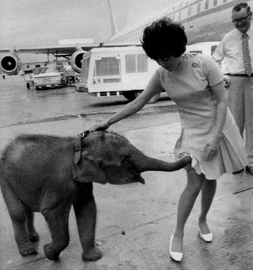 1960s photo of a baby elephant putting his trunk up a lady's skirt