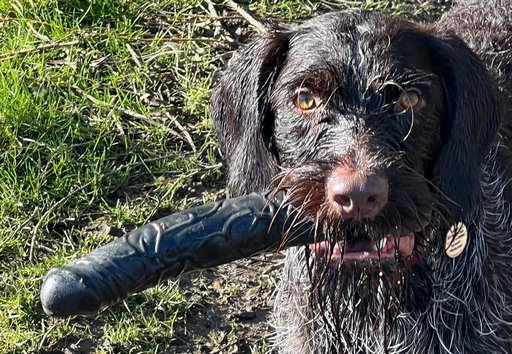 wet dog with a huge black dildo in his mouth